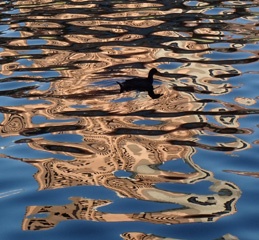 Duck in the Torrens